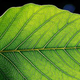 Illustration for article titled How many plants would you need to generate oxygen for yourself in an airlock?